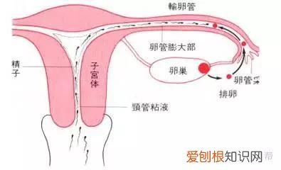 什么原因会导致输卵管畸形  输卵管畸形