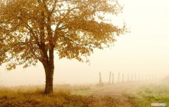 秋天的田园 描写田园风光的作文