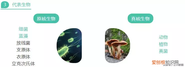 高中生物真核细胞与原核细胞的区别汇总! 真核细胞和原核细胞