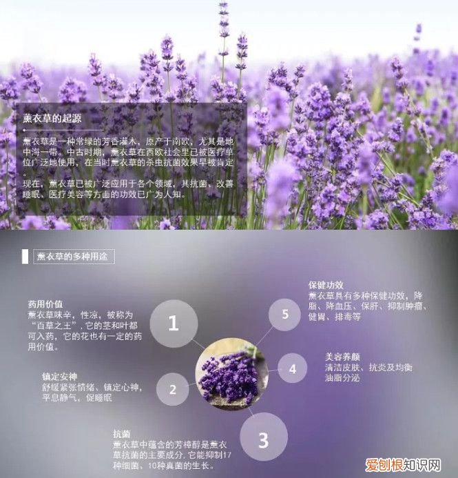 薰衣草精油怎么用 薰衣草精油的使用方法