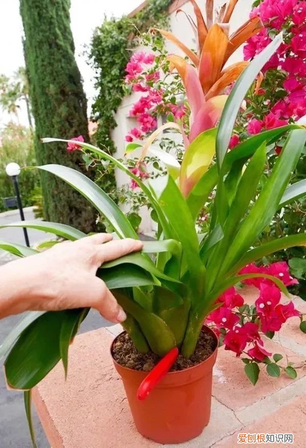 观赏凤梨的花朵枯萎之后 凤梨花的繁殖方法