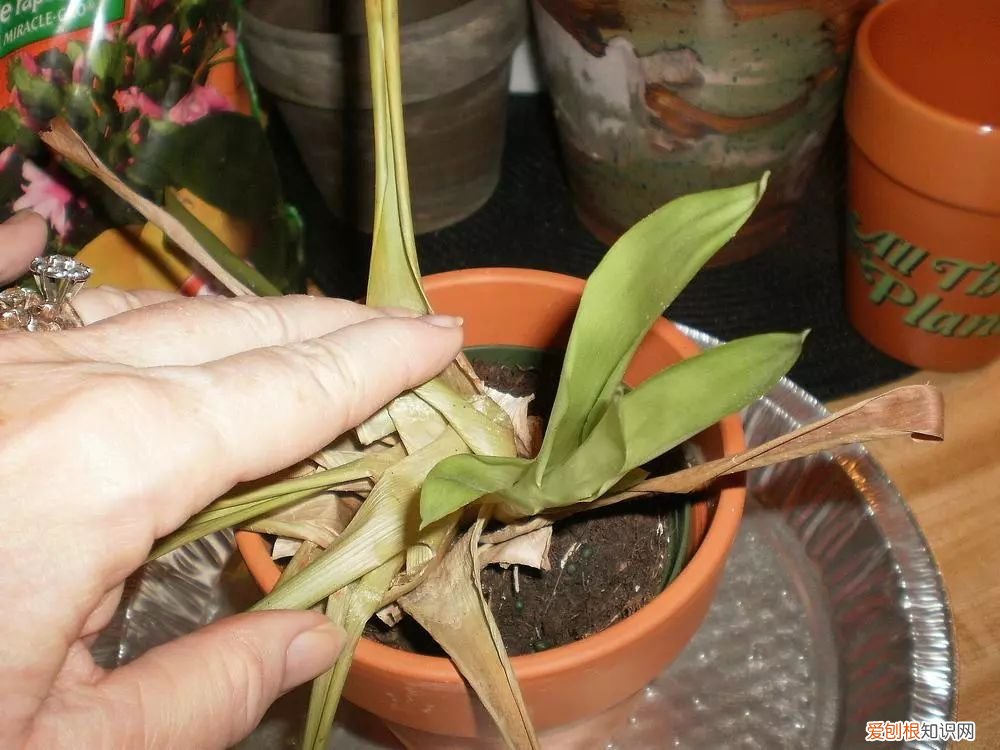 观赏凤梨的花朵枯萎之后 凤梨花的繁殖方法