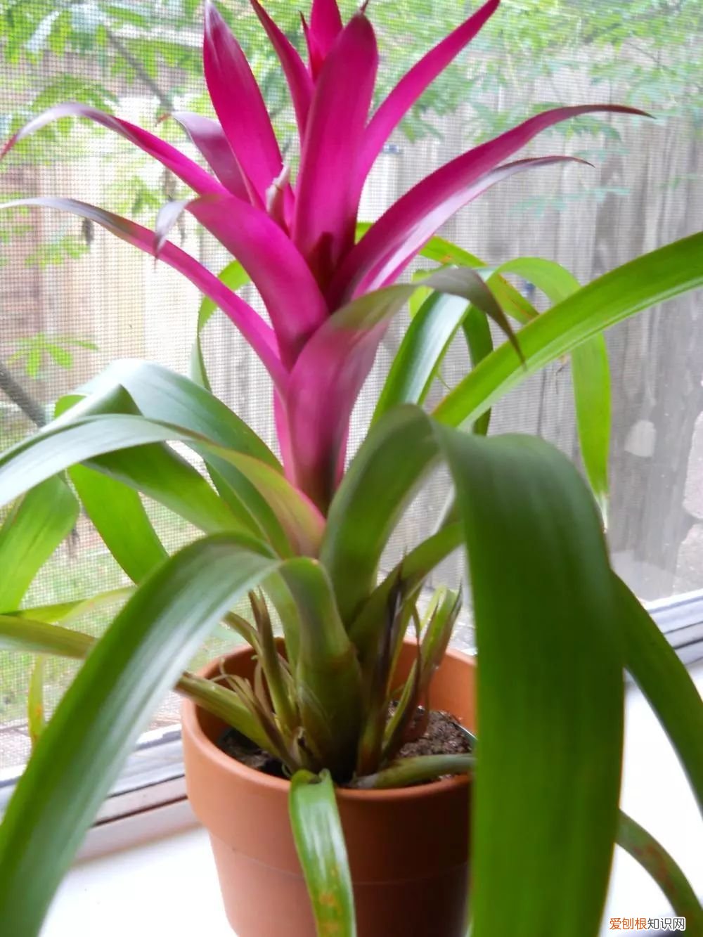 观赏凤梨的花朵枯萎之后 凤梨花的繁殖方法