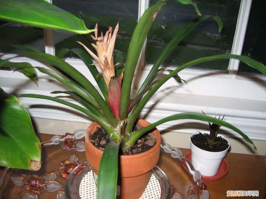 观赏凤梨的花朵枯萎之后 凤梨花的繁殖方法