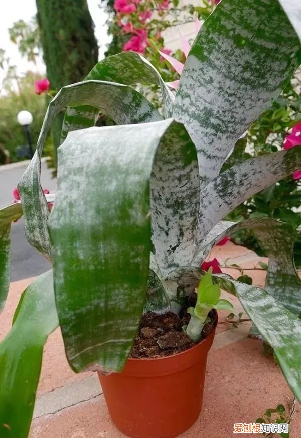 观赏凤梨的花朵枯萎之后 凤梨花的繁殖方法