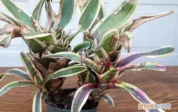 观赏凤梨的花朵枯萎之后 凤梨花的繁殖方法
