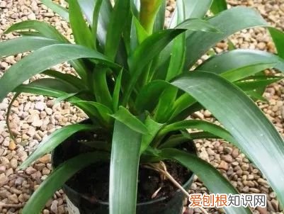 观赏凤梨的花朵枯萎之后 凤梨花的繁殖方法