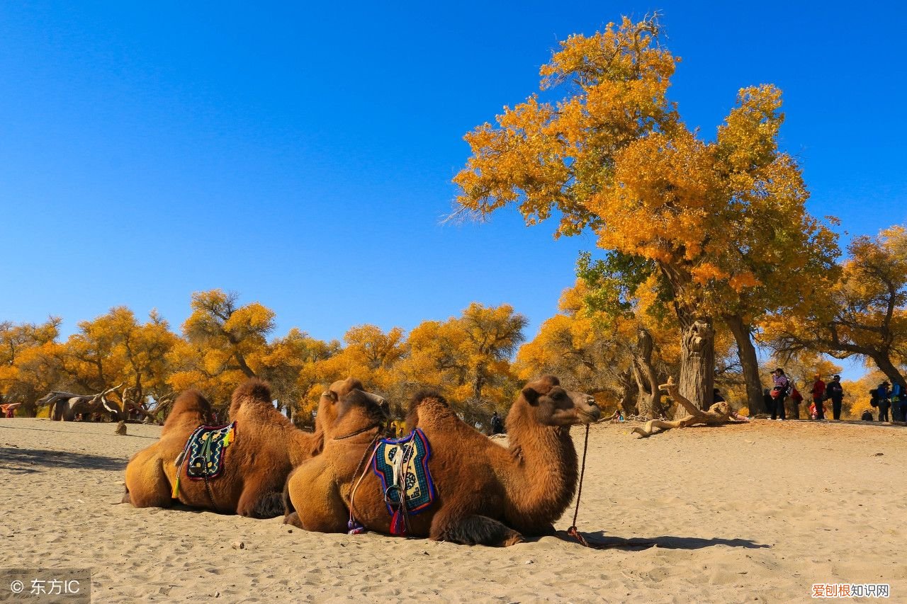 额济纳旗胡杨林攻略 胡杨林自驾旅游攻略