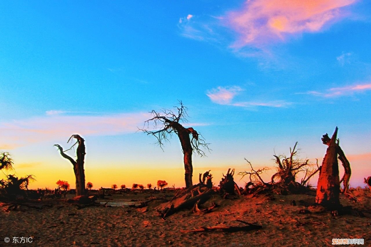 额济纳旗胡杨林攻略 胡杨林自驾旅游攻略