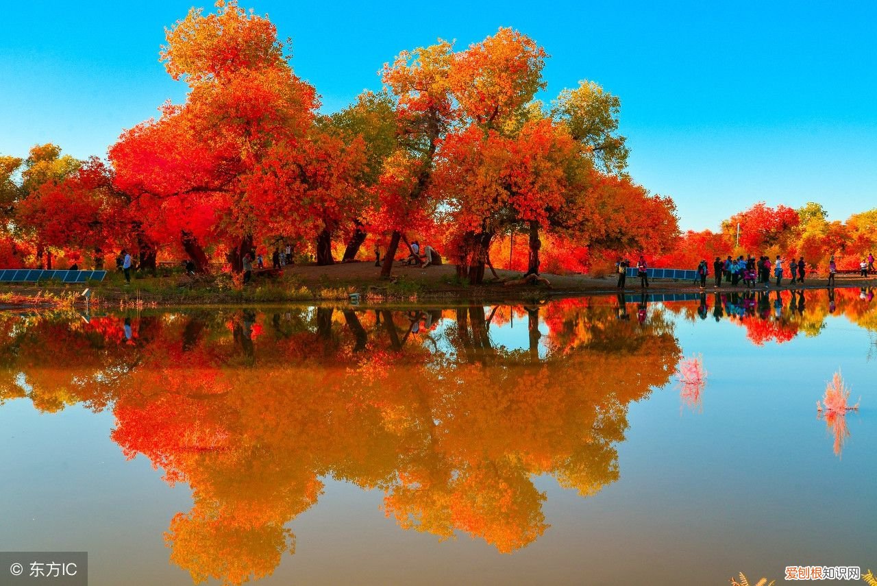 额济纳旗胡杨林攻略 胡杨林自驾旅游攻略