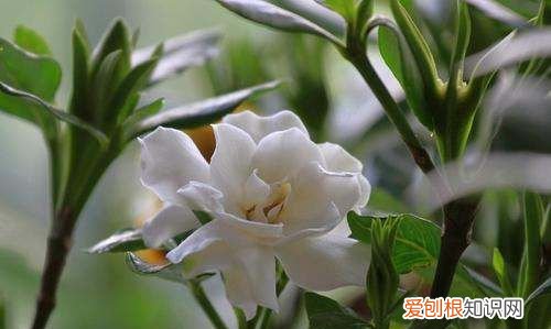 栀子花打苞能施肥，栀子花花苞期怎么施肥贴吧