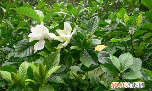 栀子花打苞能施肥，栀子花花苞期怎么施肥贴吧