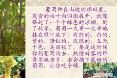 葡萄沟热情好客是什么意思