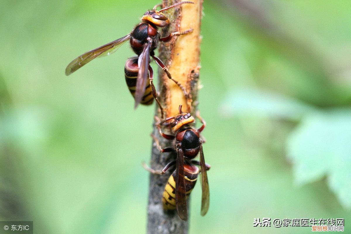 蜂蜇伤后如何处理伤口？ 被蜂蜇了怎么办