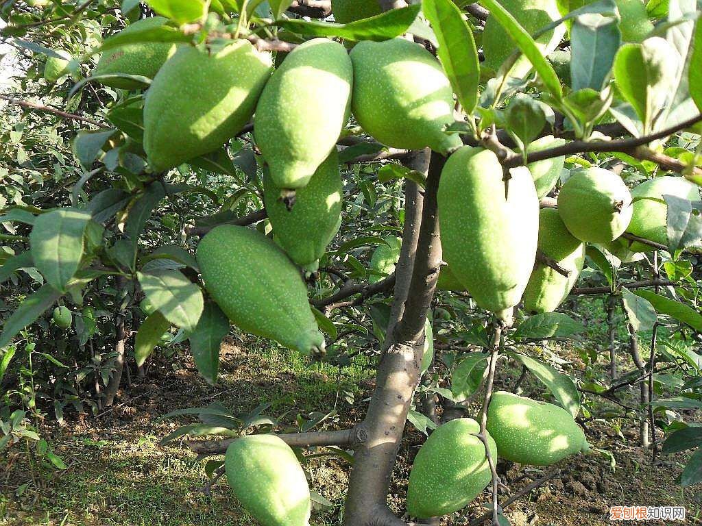 中药材木瓜核 木瓜核的副作用和药用价值