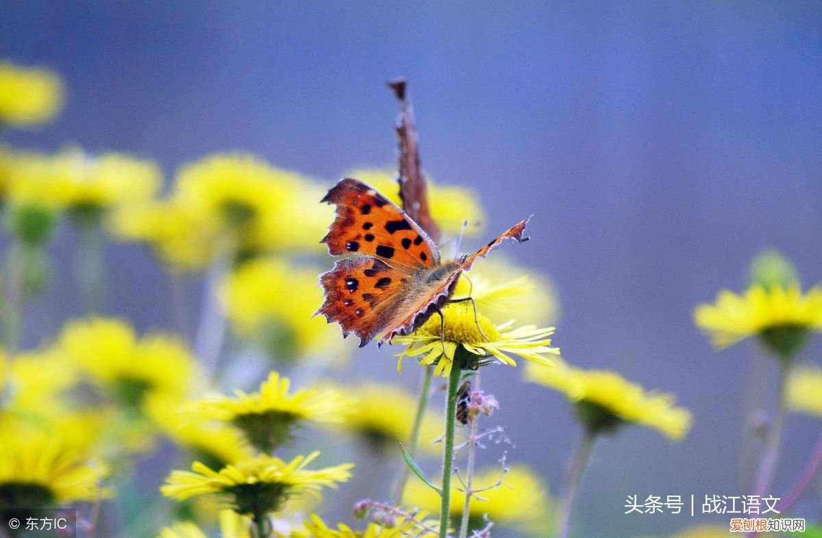 英歌石植物园游记 植物园游记
