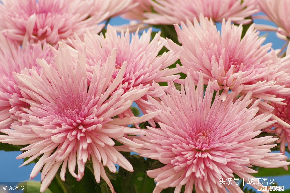 英歌石植物园游记 植物园游记