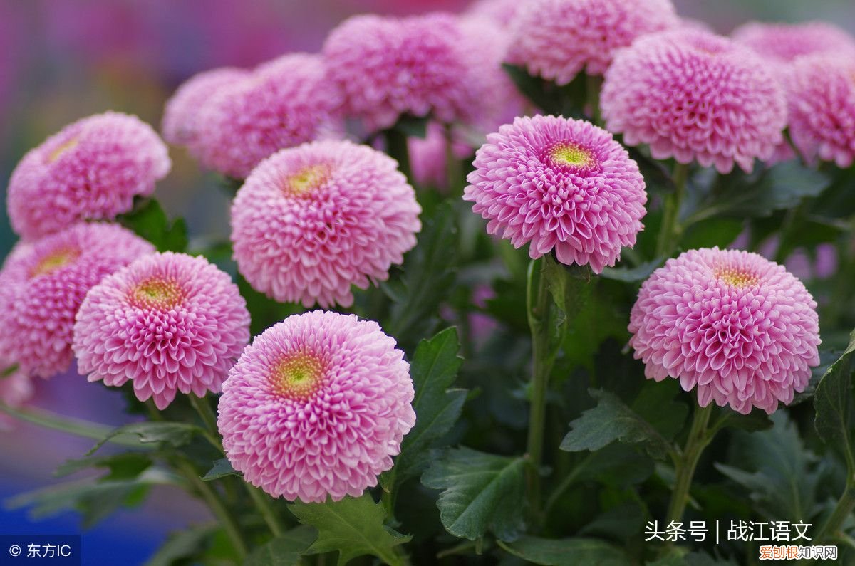 英歌石植物园游记 植物园游记