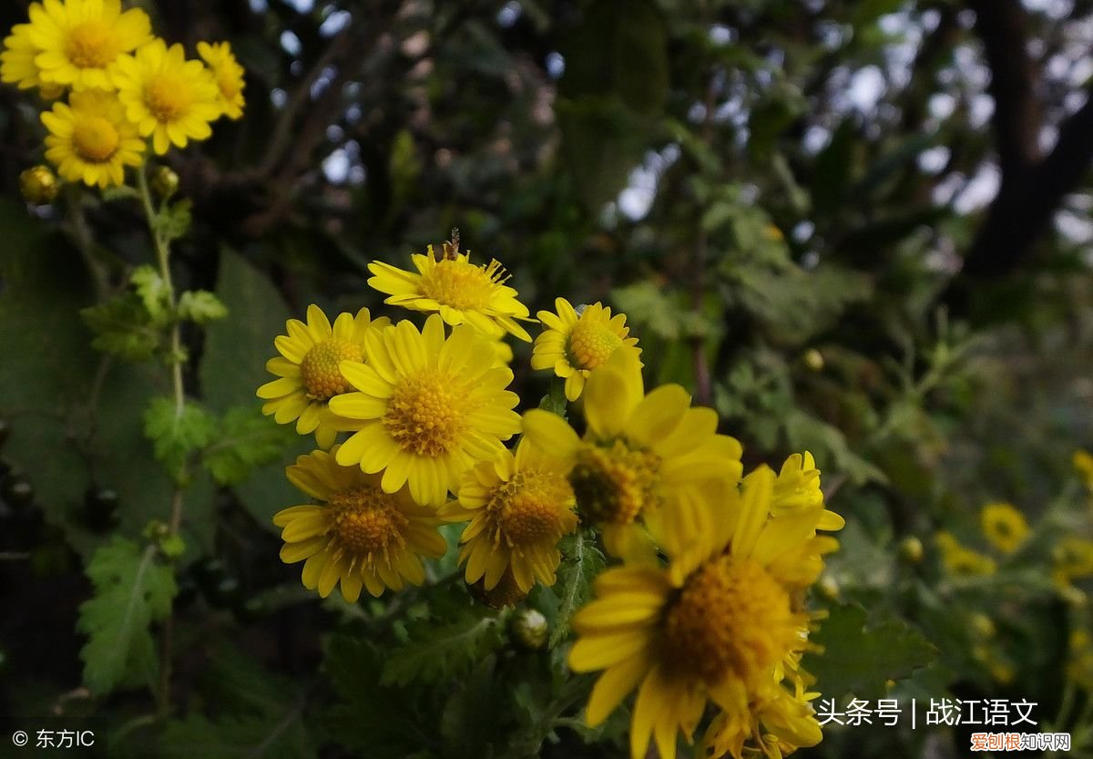 英歌石植物园游记 植物园游记