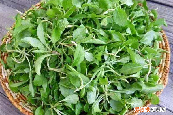 舌尖上的美味 清明节必吃的9种食物 清明节必吃的9种食物