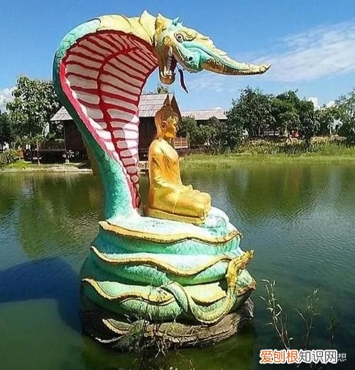 懂了什么是胞波情 胞波是什么意思