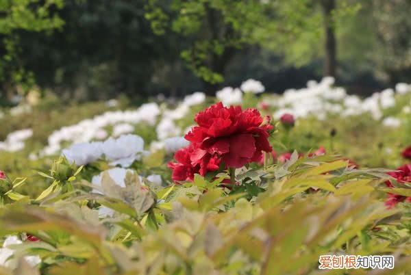 洛阳开出豆绿色牡丹,花成绣球型 洛阳大清花