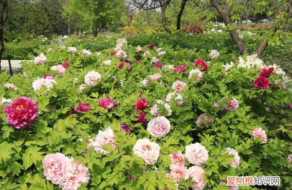 洛阳开出豆绿色牡丹,花成绣球型 洛阳大清花