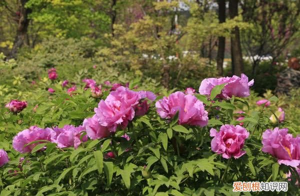 洛阳开出豆绿色牡丹,花成绣球型 洛阳大清花