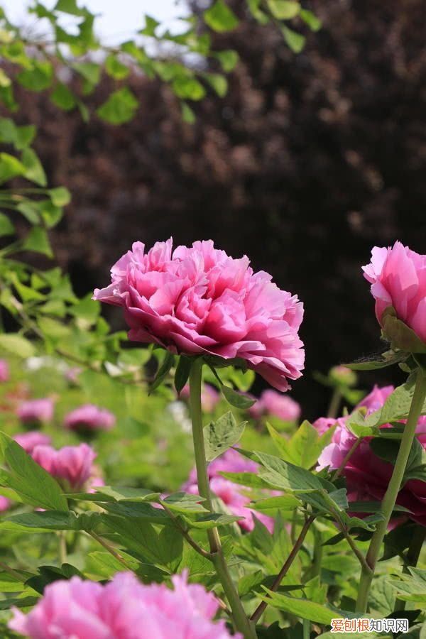 洛阳开出豆绿色牡丹,花成绣球型 洛阳大清花