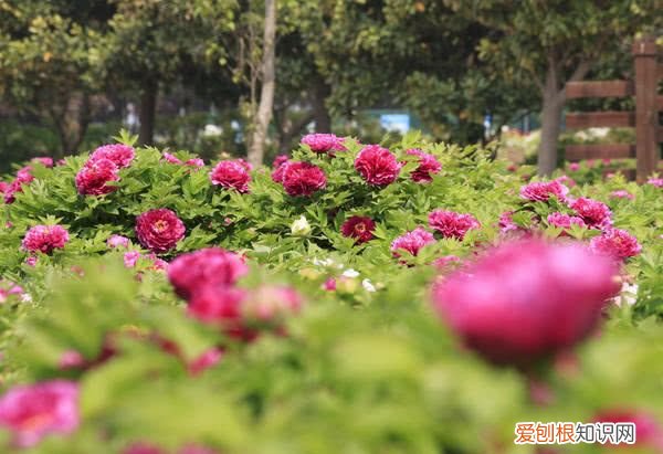 洛阳开出豆绿色牡丹,花成绣球型 洛阳大清花