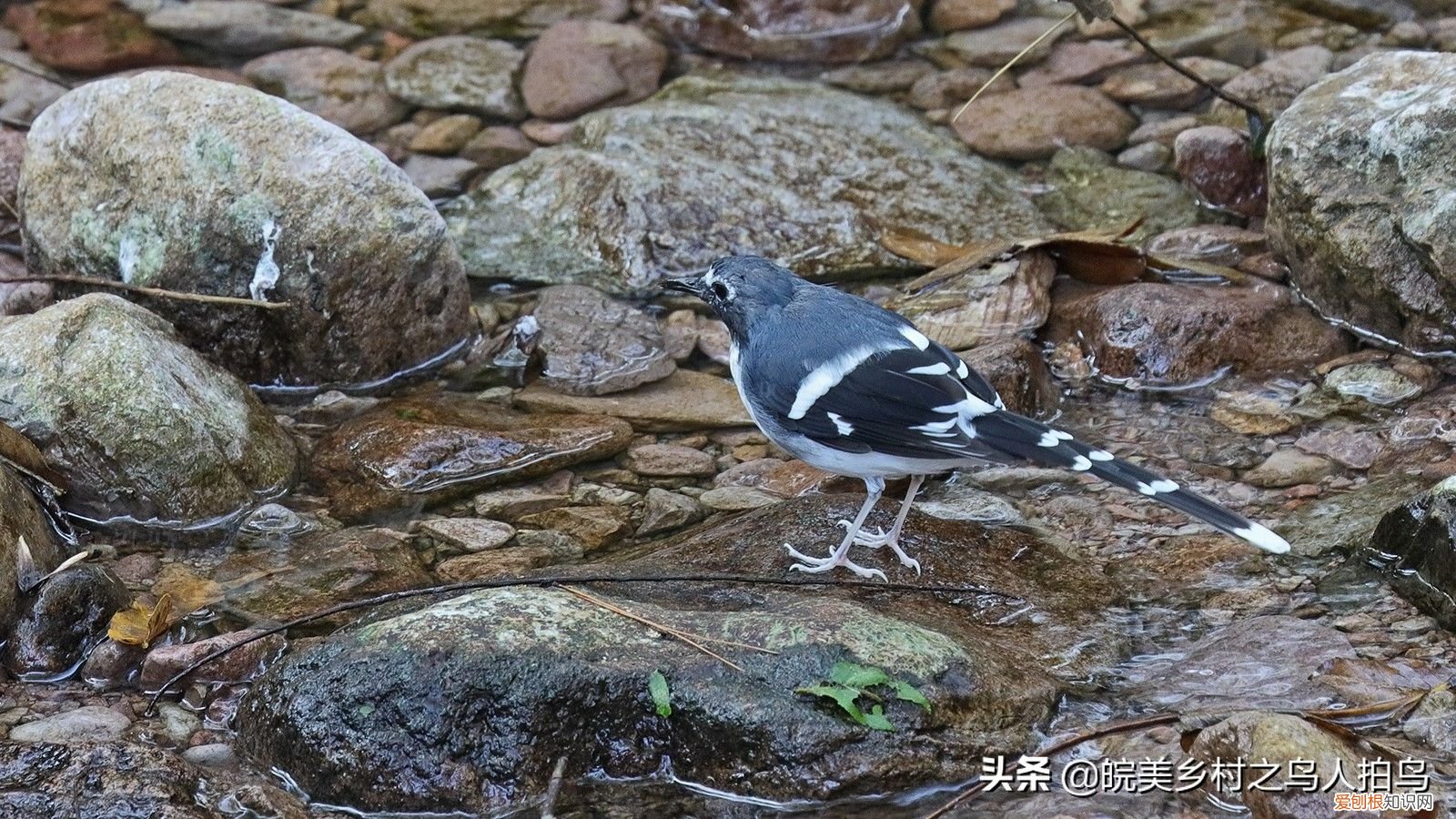 常见的三种燕尾 灰背燕尾