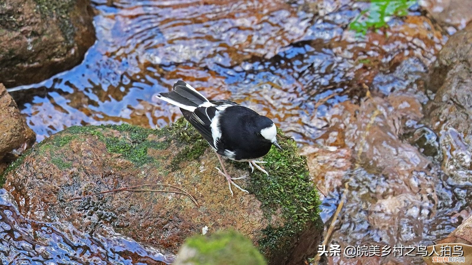 常见的三种燕尾 灰背燕尾