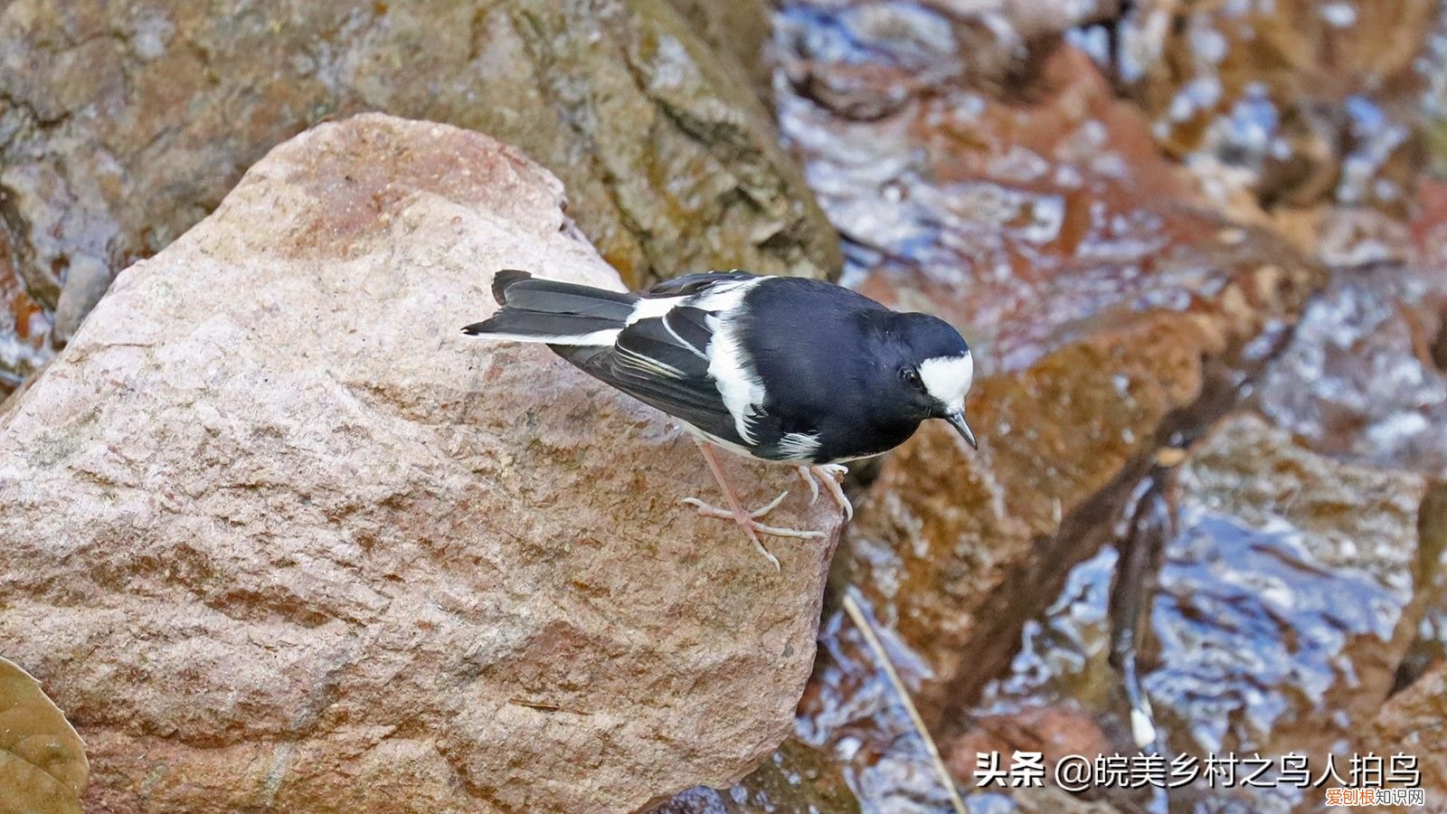 常见的三种燕尾 灰背燕尾