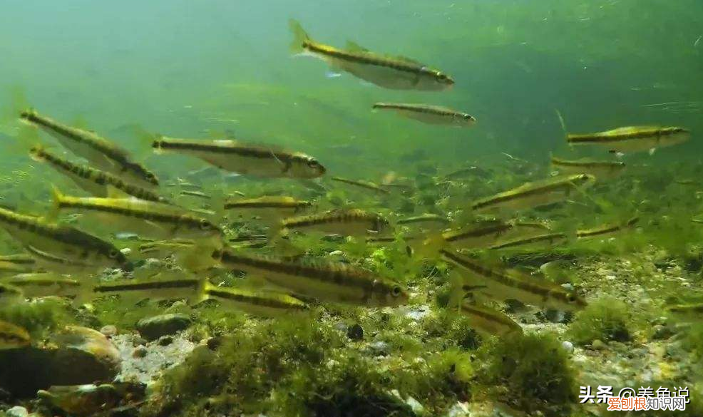 告诉大家一个养观赏鱼核心技术 观赏鱼养殖技术