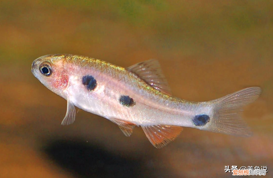 告诉大家一个养观赏鱼核心技术 观赏鱼养殖技术