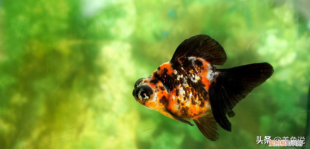 告诉大家一个养观赏鱼核心技术 观赏鱼养殖技术