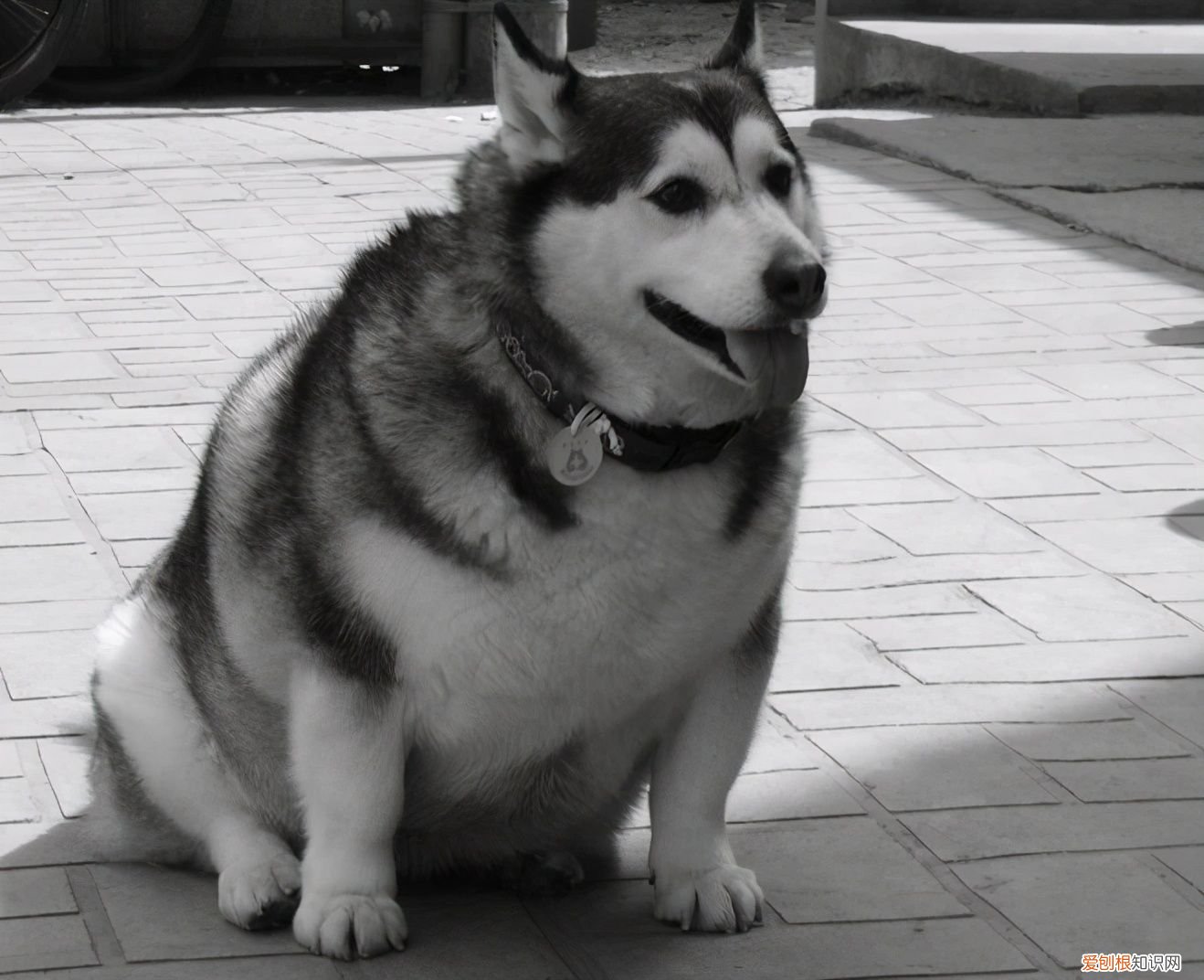 如何区分阿拉斯加和哈士奇? 阿拉斯加犬哈士奇