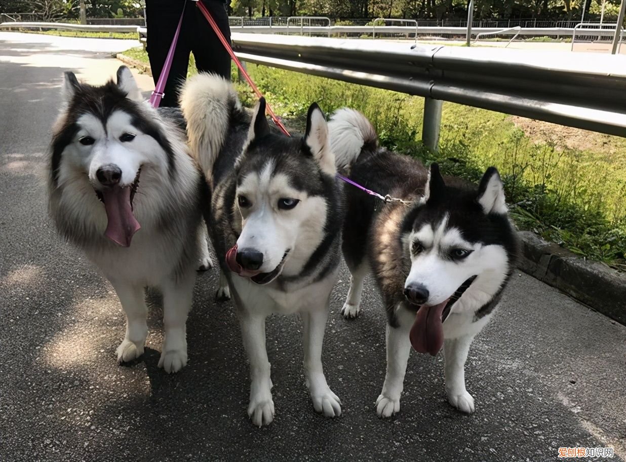 如何区分阿拉斯加和哈士奇? 阿拉斯加犬哈士奇