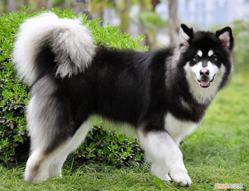 如何区分阿拉斯加和哈士奇? 阿拉斯加犬哈士奇