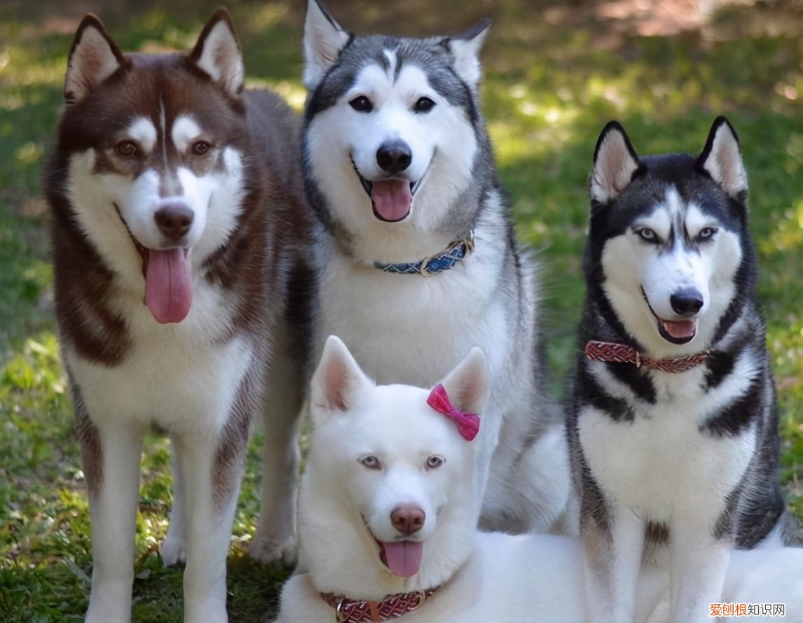 如何区分阿拉斯加和哈士奇? 阿拉斯加犬哈士奇