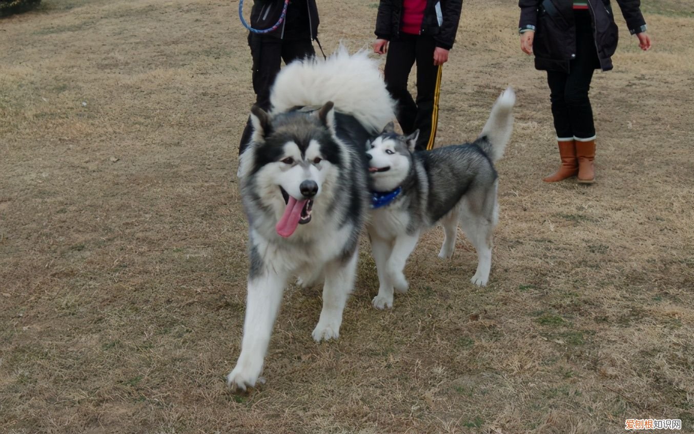 如何区分阿拉斯加和哈士奇? 阿拉斯加犬哈士奇