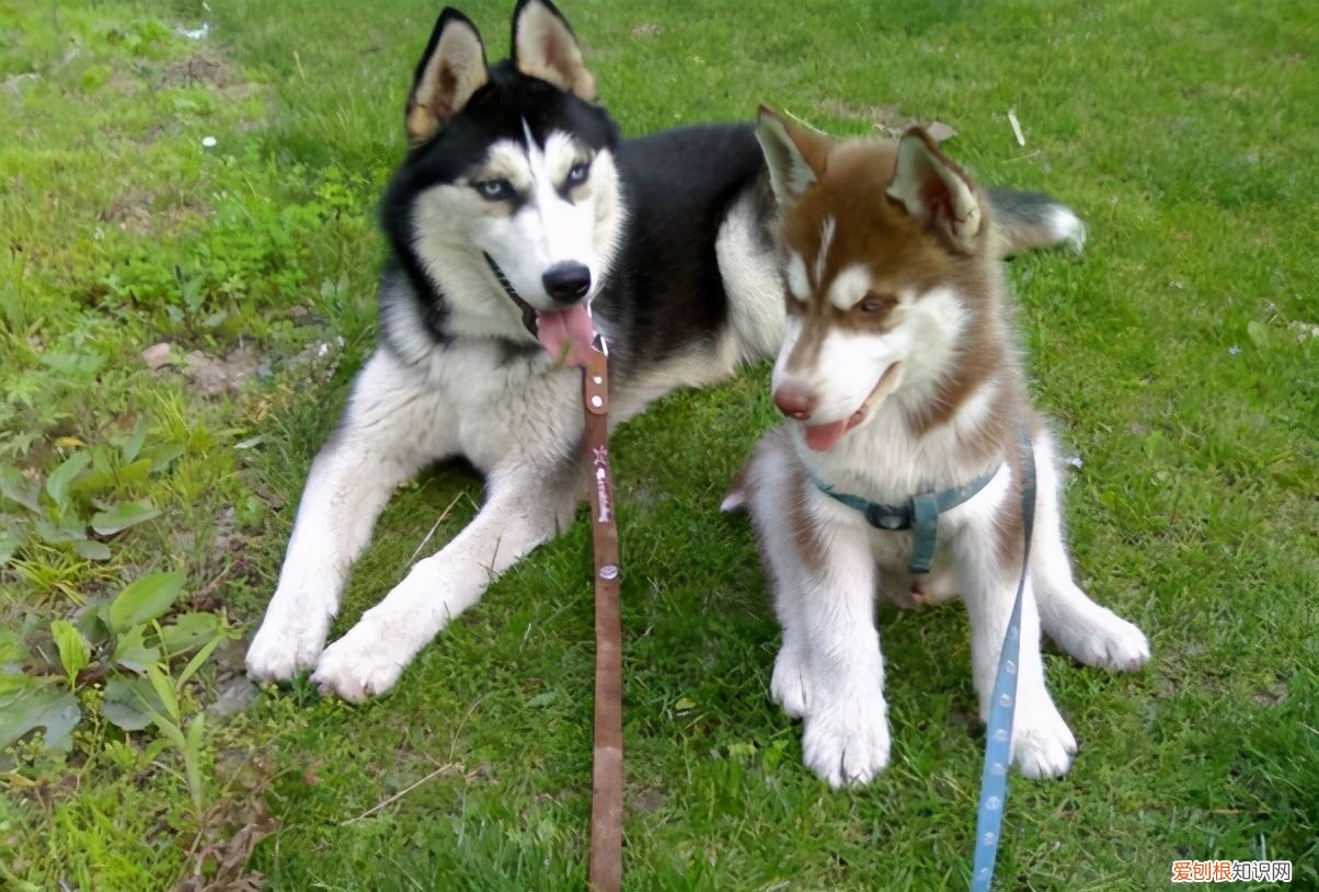 如何区分阿拉斯加和哈士奇? 阿拉斯加犬哈士奇