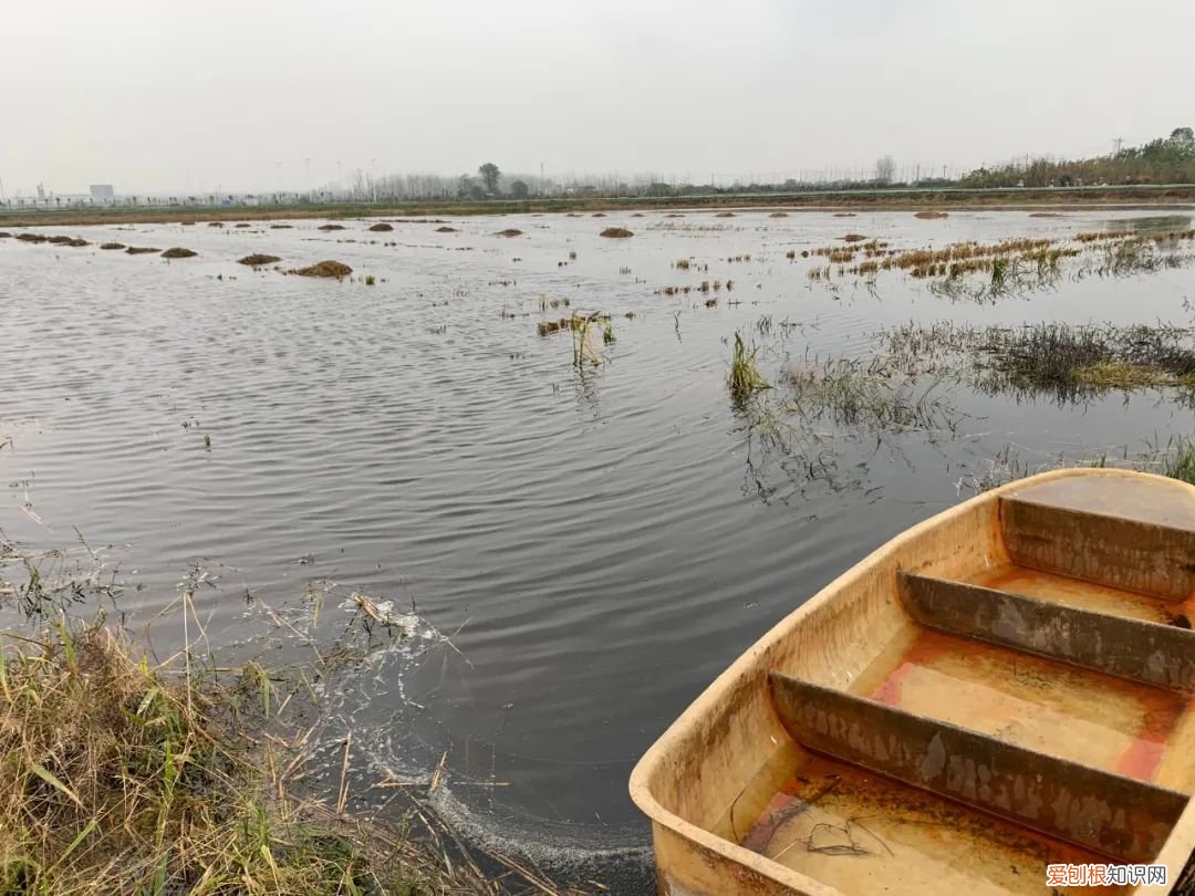 关于小龙虾养殖你应该知道的 龙虾养殖业