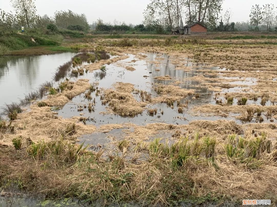 关于小龙虾养殖你应该知道的 龙虾养殖业