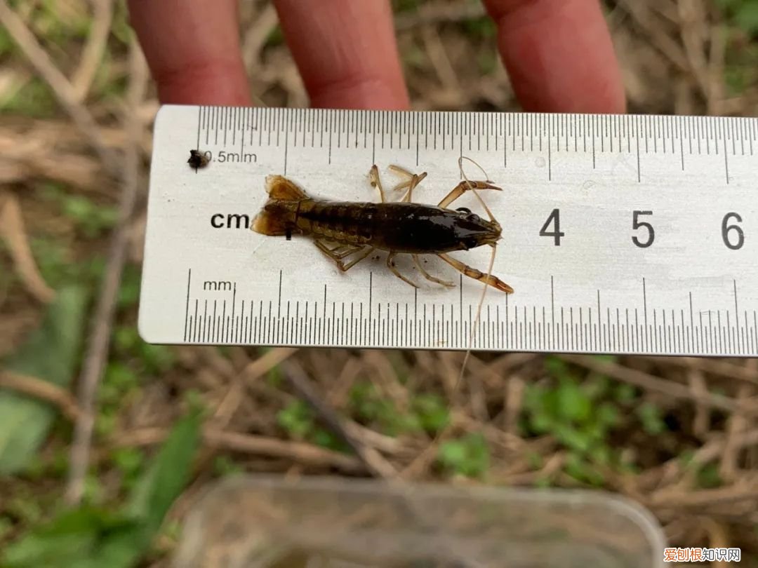 关于小龙虾养殖你应该知道的 龙虾养殖业