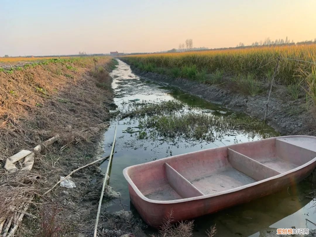 关于小龙虾养殖你应该知道的 龙虾养殖业