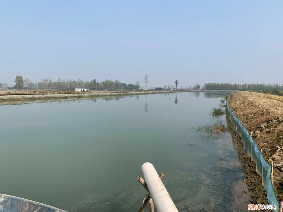 关于小龙虾养殖你应该知道的 龙虾养殖业