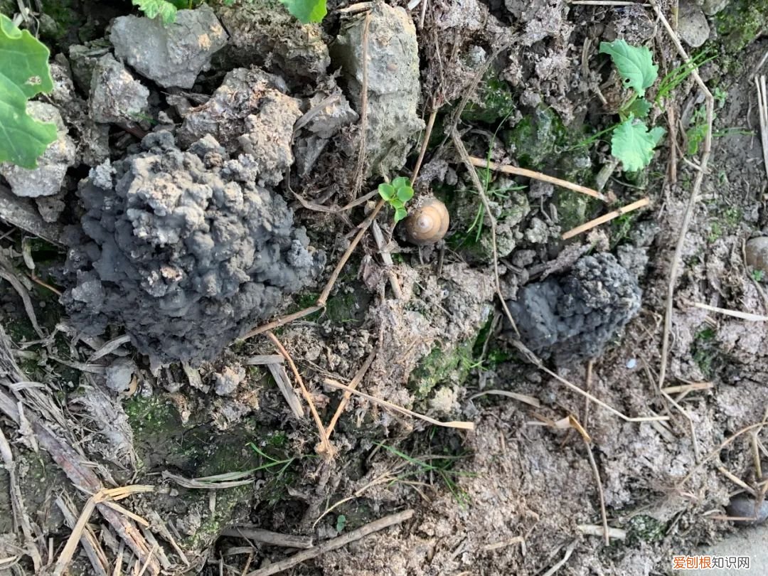 关于小龙虾养殖你应该知道的 龙虾养殖业