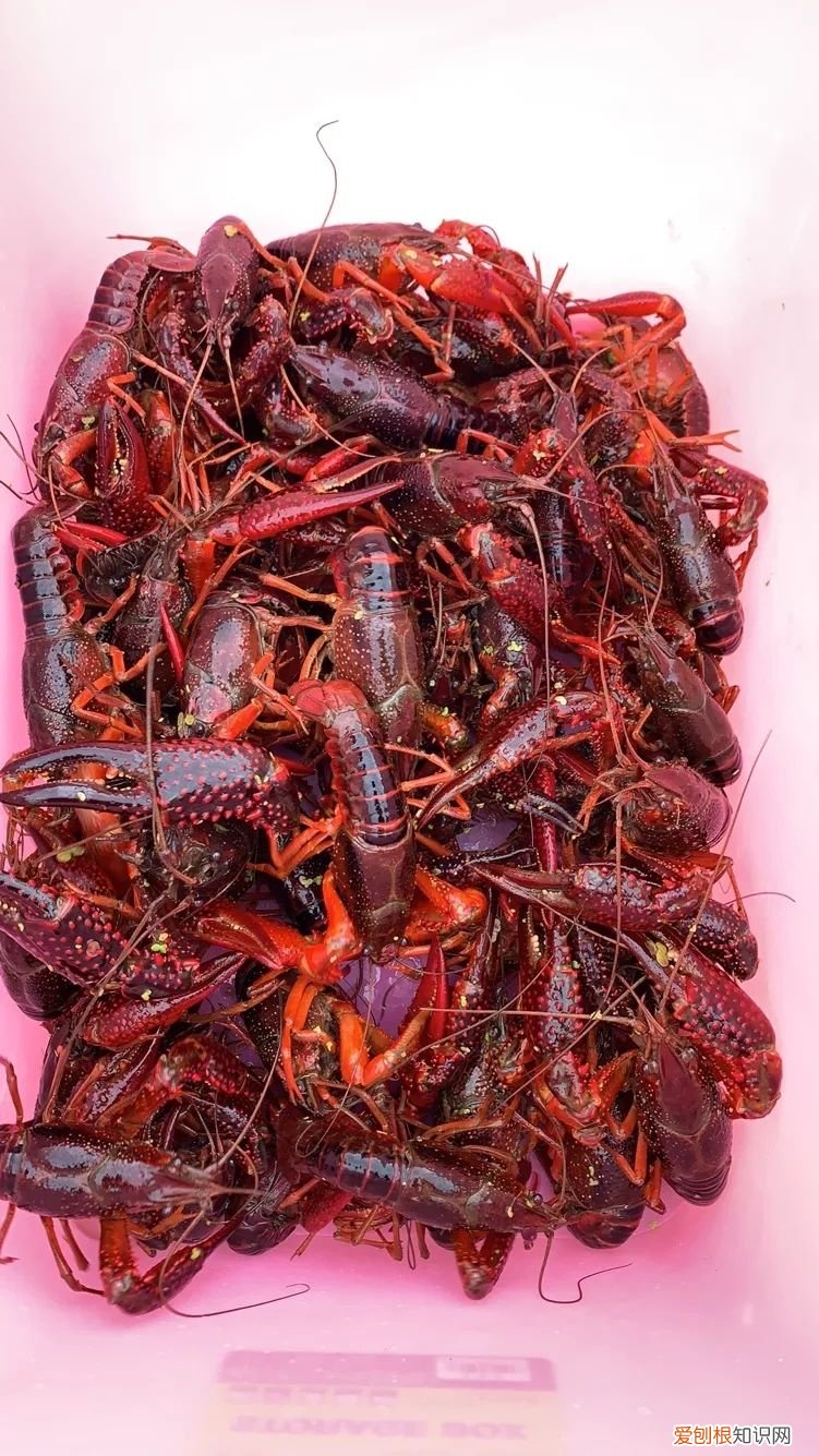 关于小龙虾养殖你应该知道的 龙虾养殖业