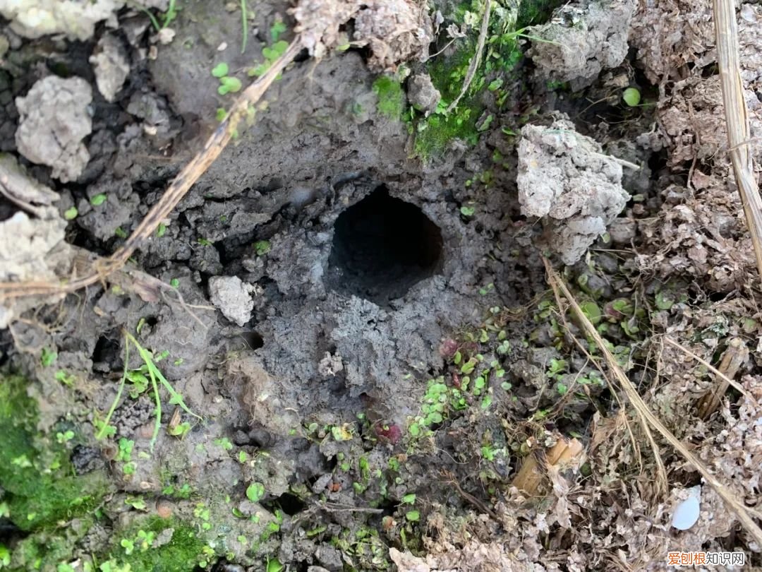 关于小龙虾养殖你应该知道的 龙虾养殖业